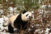 Zheng Zheng, a Beauty Ever Since Childhood