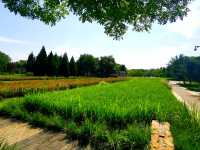 北坞公園