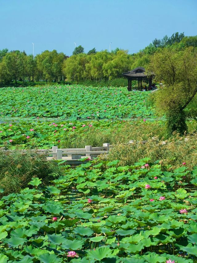 都以為我去了蘇杭，沒想到竟是吉林長春