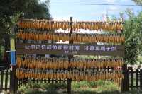 橙黃橘綠，風也溫暖，在這清爽美麗的季節裡，來龜蒙的「栗子營地」「曬秋」露營是最應景的吧？圓滾滾的紅薯。