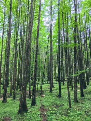 A hidden gem in the forest, a fairyland of green, a sanctuary for your lungs. 