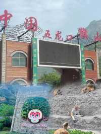 五龍口：自然與靈猴共舞的奇妙之地。