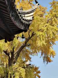 蘇州定慧寺千年銀杏和蘇東坡遺跡！。