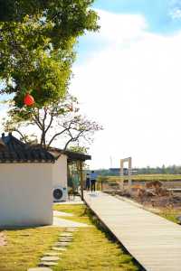 不敢相信上海也有喜洲版麥田就在李窯村。