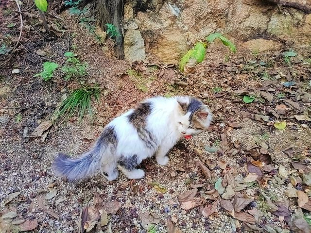 西安‖徒步五道梁觀賞紅葉。