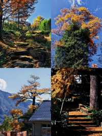 秋意正濃的金錢松公園你確定不來嗎。