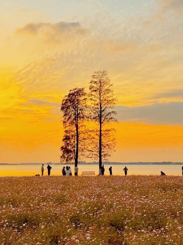 11.23直播｜淀山湖花海落日，出發前必看攻略。