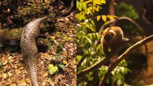 Night Safari's Pangolin Trail and Asian Elephant Habitat
