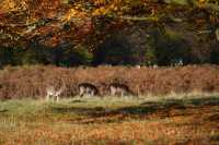 倫敦周邊遊 Bushy Park 有鹿精靈。