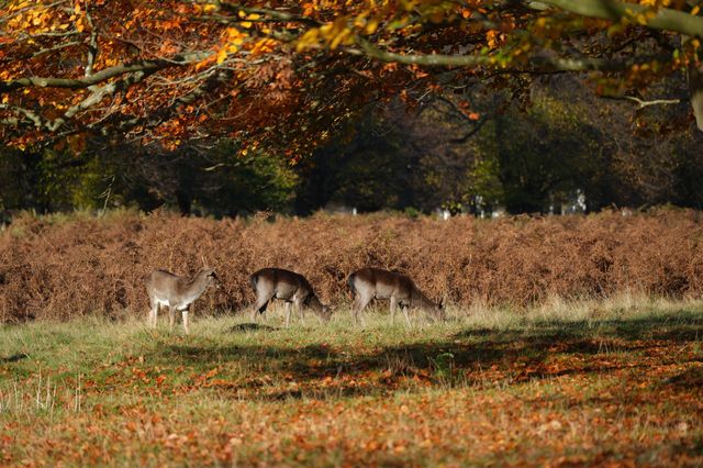 倫敦周邊遊 Bushy Park 有鹿精靈。