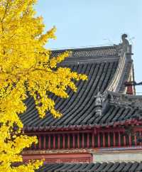 毗盧寺的銀杏天花板/喧囂中的淨土。