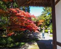 Discover the Charm of Saitama's Little Nordic