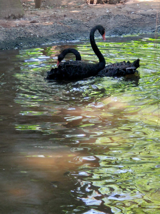 平南雄森動物園｜桂東南的動物王國