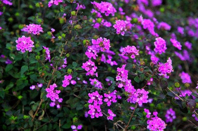 貴州黔東南這個寶藏「花園」，收藏好