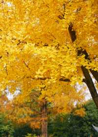 上海賞葉：桂林公園的紅葉與銀杏，12.7拍攝