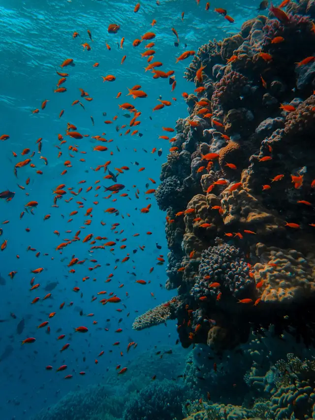 Diving in Sanya|See Clownfish! Explore the World of Underwater Elves