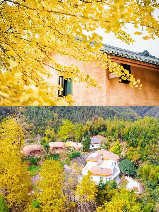 新年去邊？ 江西萬安銀杏之旅，美翻了！