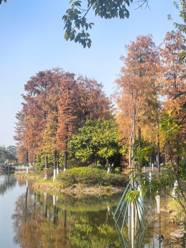 廣州生物島：水墨園的落羽杉