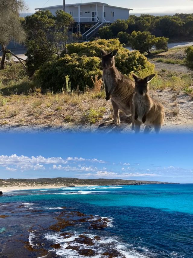 一定要來一次世界盡頭的袋鼠島