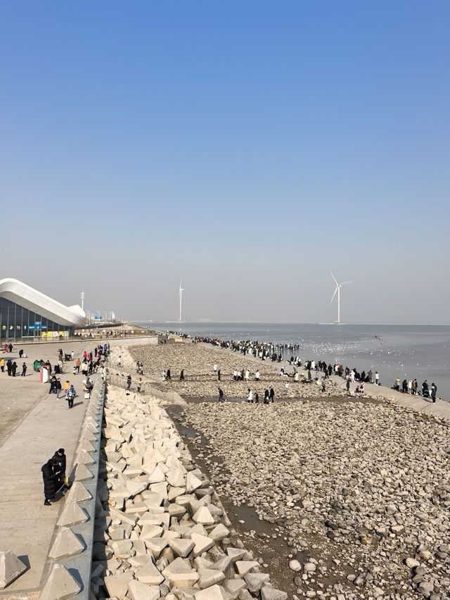 自駕天津東疆親海公園，帶娃看海鷗