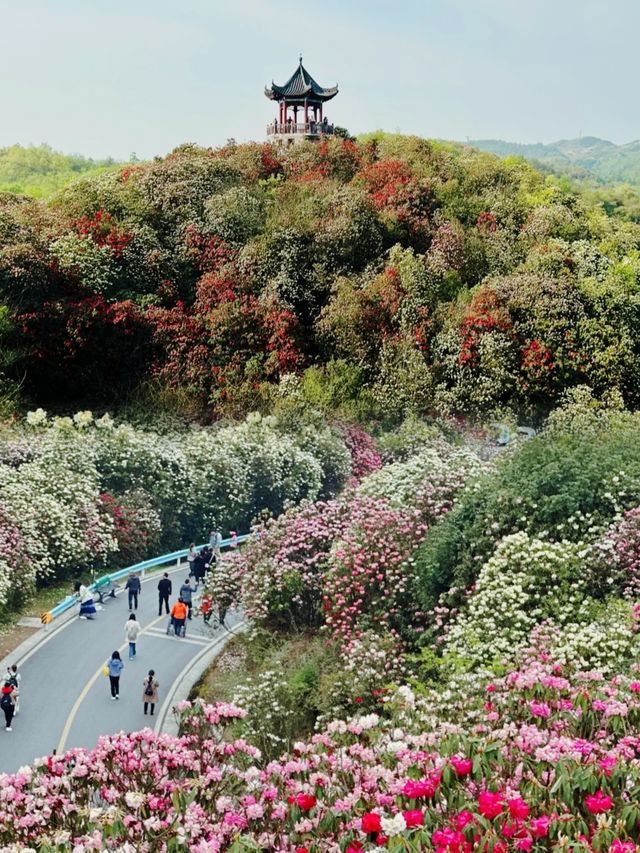 2025春季花海盛宴：賞花攻略大放送