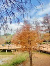 春天嘅故事，深圳必打卡之蓮花山