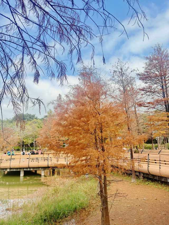 春天嘅故事，深圳必打卡之蓮花山