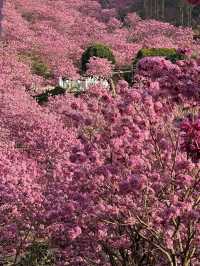 江門綠美生態園🌸 漫山遍野的紫風鈴花海，快來衝！