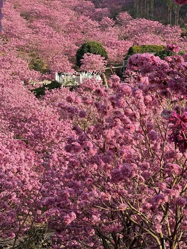 江門綠美生態園🌸 漫山遍野的紫風鈴花海，快來衝！