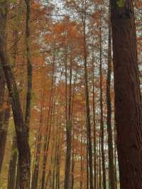 🍂 深圳的秋冬美景 - 蓮花山落羽杉 🍂
