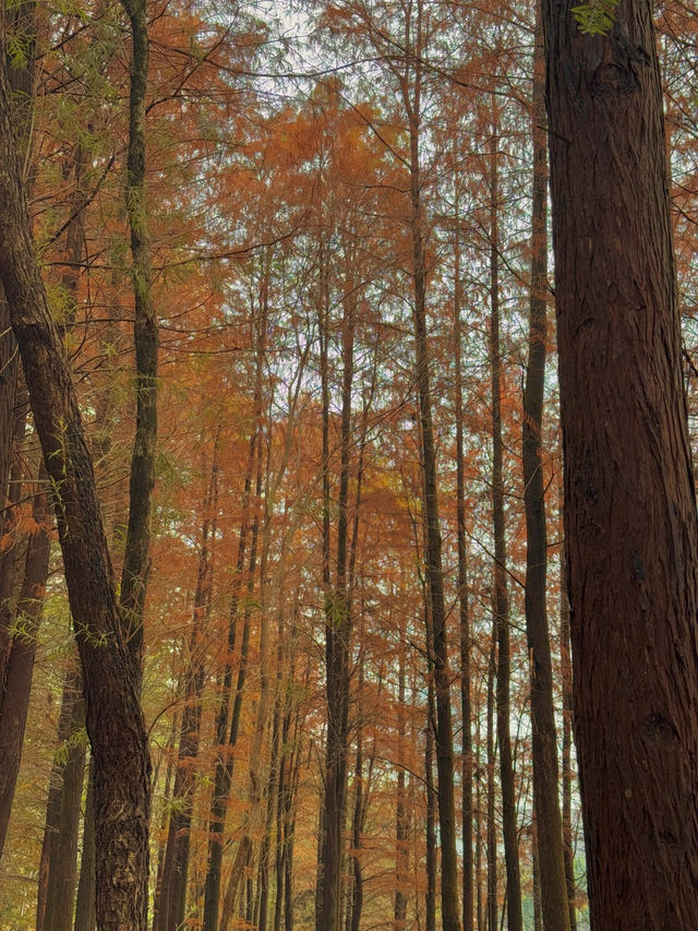 🍂 深圳的秋冬美景 - 蓮花山落羽杉 🍂