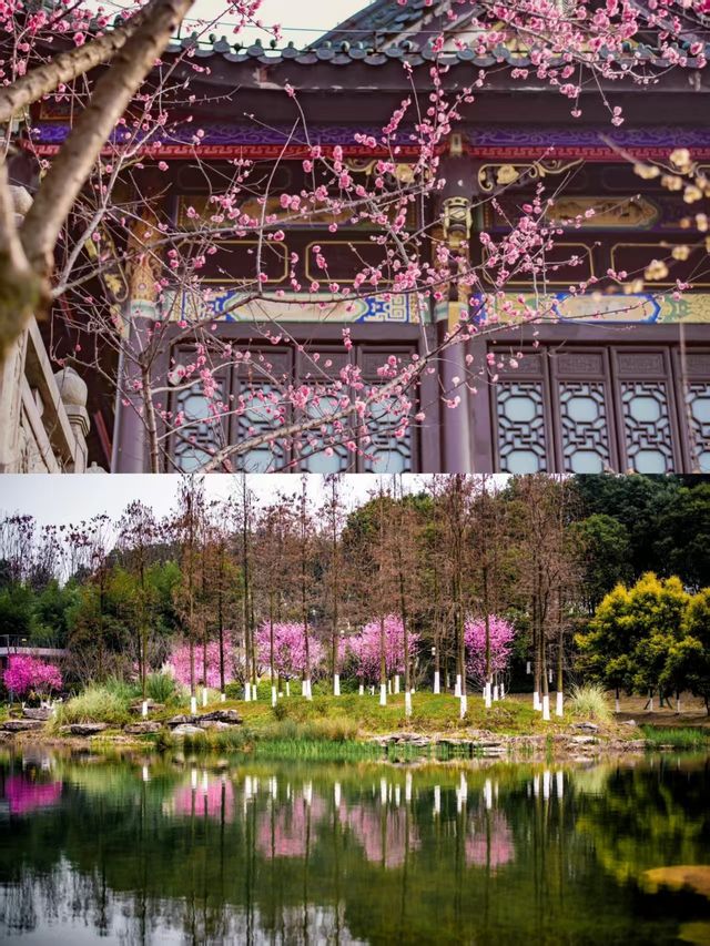 重慶賞花地圖拍花打卡地合集，錯過等一年