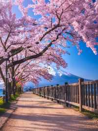 日本伊豆早櫻河津櫻花攻略