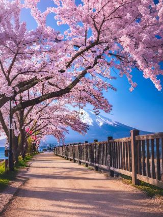 日本伊豆早櫻河津櫻花攻略
