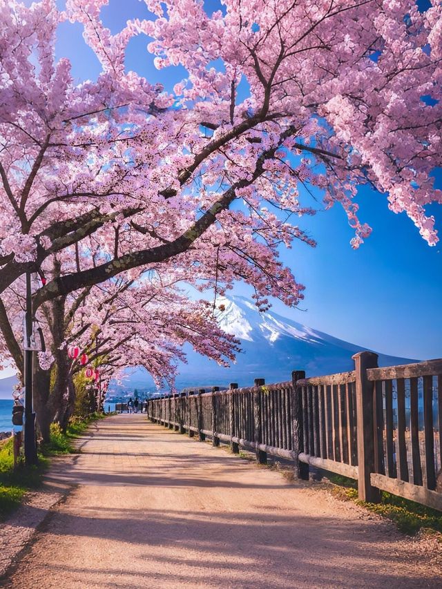 日本伊豆早櫻河津櫻花攻略