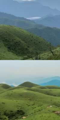 下個月，廣東這片高山草甸將被杜鵑花海淹沒！