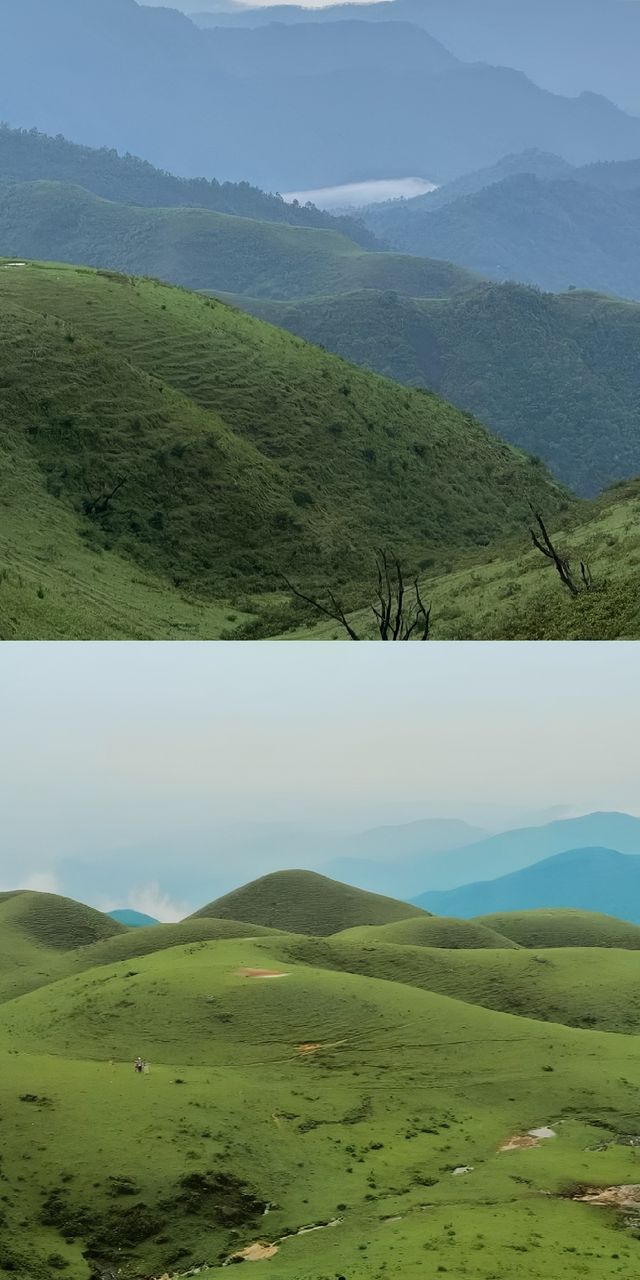 下個月，廣東這片高山草甸將被杜鵑花海淹沒！