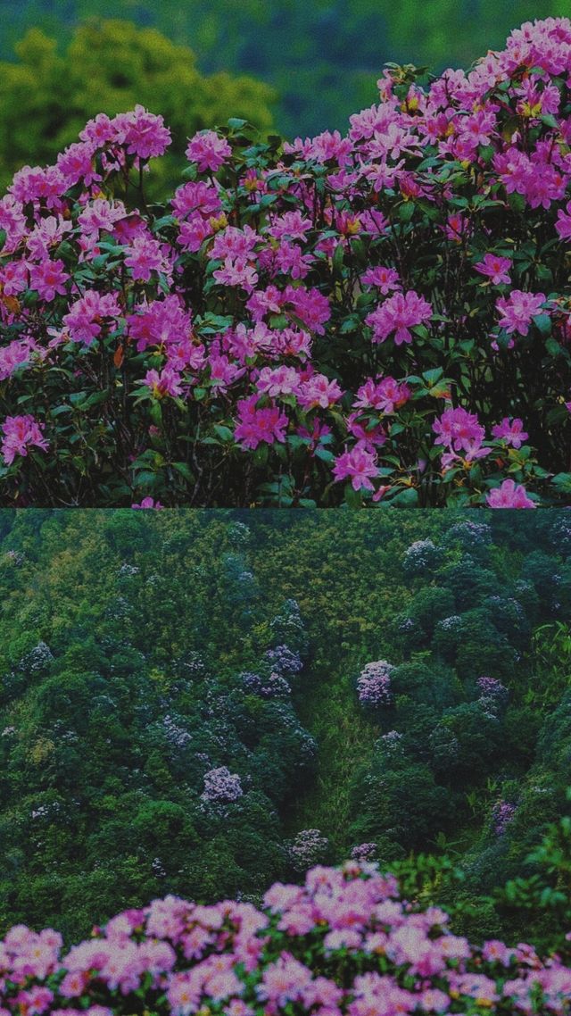《雞籠頂：夢幻之境的邀約》
