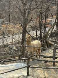 「由李村出發1.5小時！黃島野生動物園帶娃打卡全攻略」