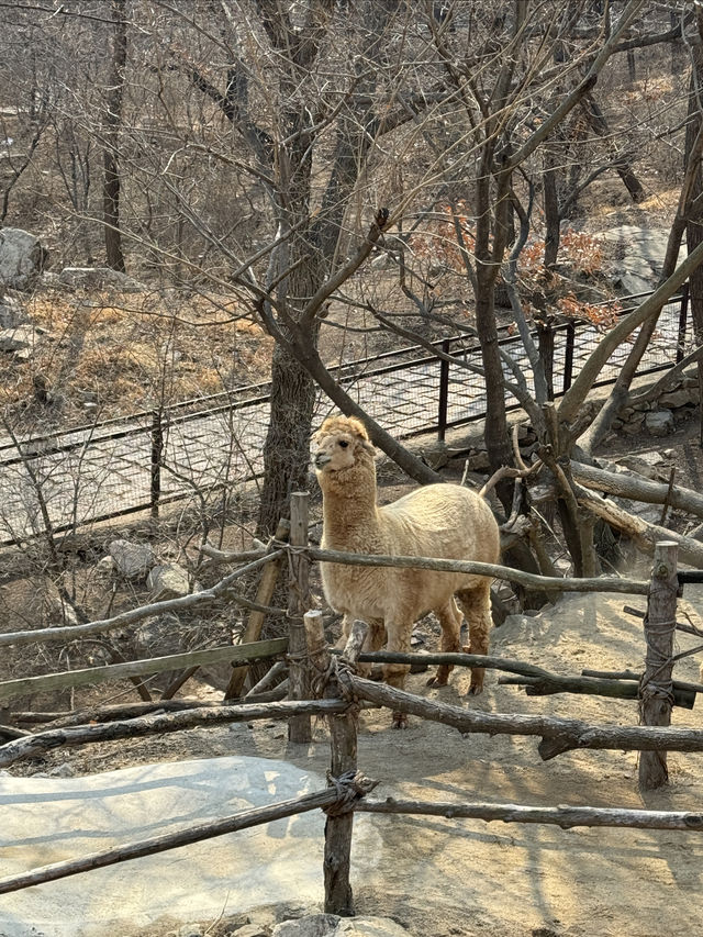 「由李村出發1.5小時！黃島野生動物園帶娃打卡全攻略」
