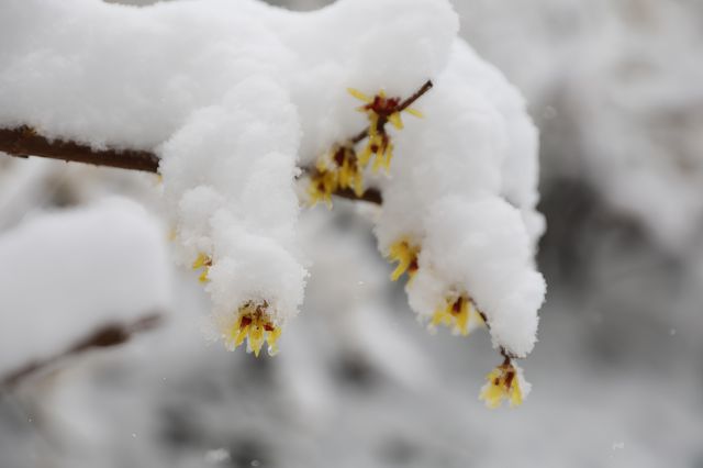 春雪銀裝素裹，宛如畫卷。