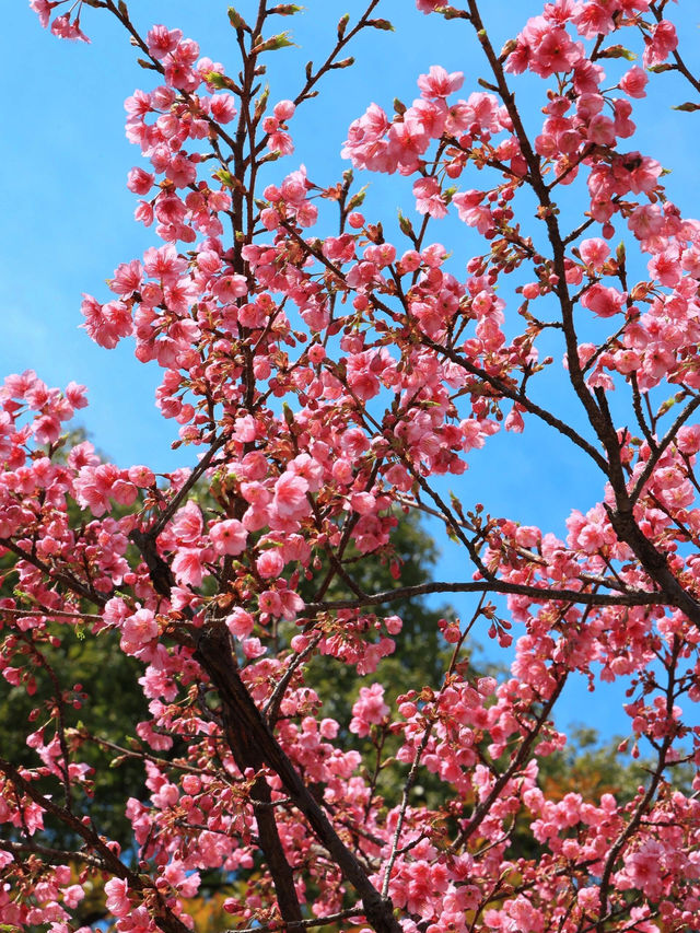 《大寧公園的櫻花盛景》