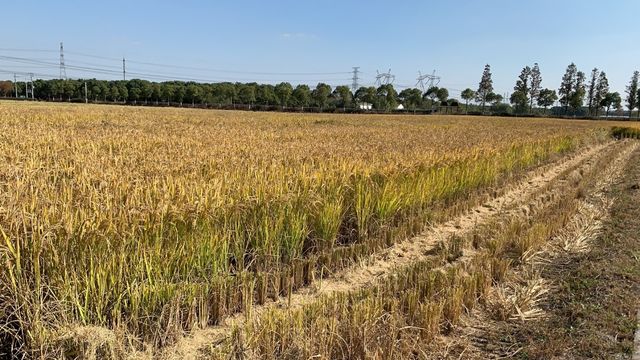 上海嘉北郊野公園嘅秋季遊記：金色稻田與田園風光