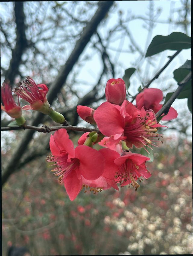 成都植物園｜賞花遛娃露營好去處