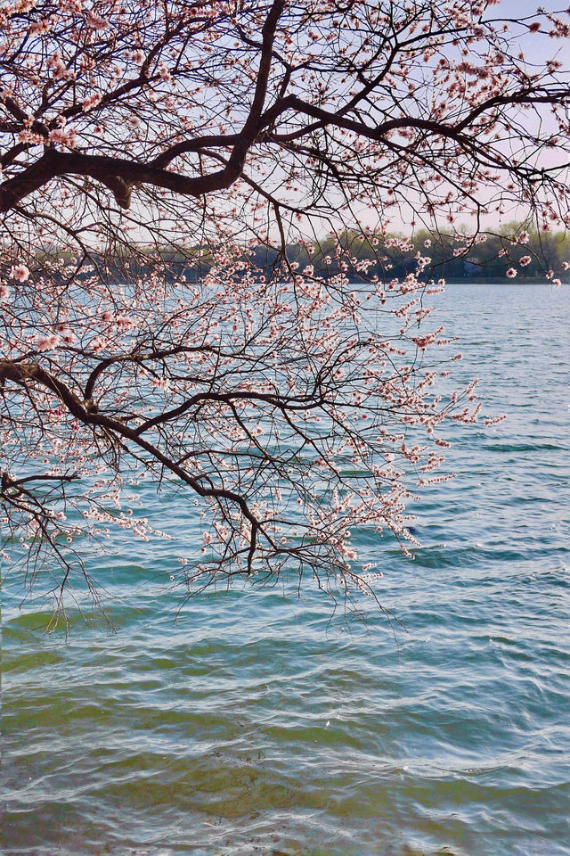 北京頤和園｜賞花還得去帝王家的後花園