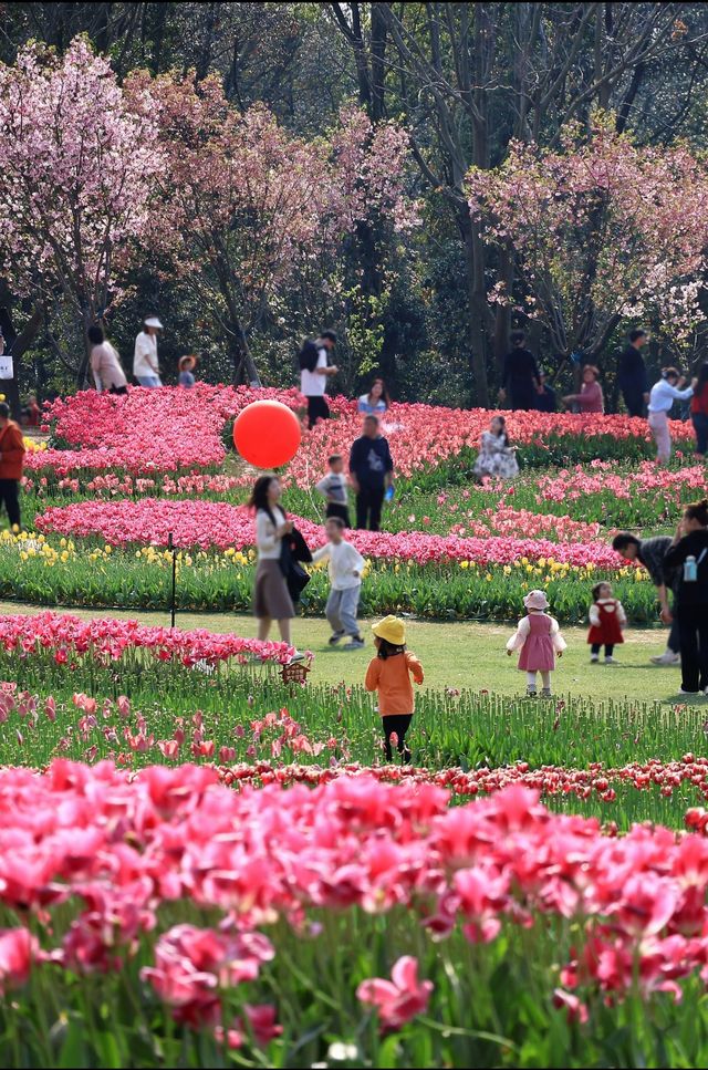 南昌鬱金香花海3月實況 遊玩攻略