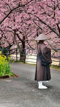 🌸今日満開の河津桜🌸