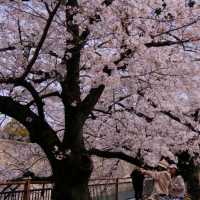 *𝙎𝙨'𝙨 生活碎片 | 大阪城公園的絢爛櫻景🌸🌸