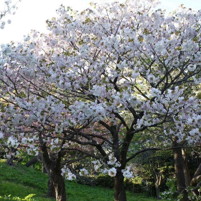 五一日本追櫻全攻略🌸 一次看個夠