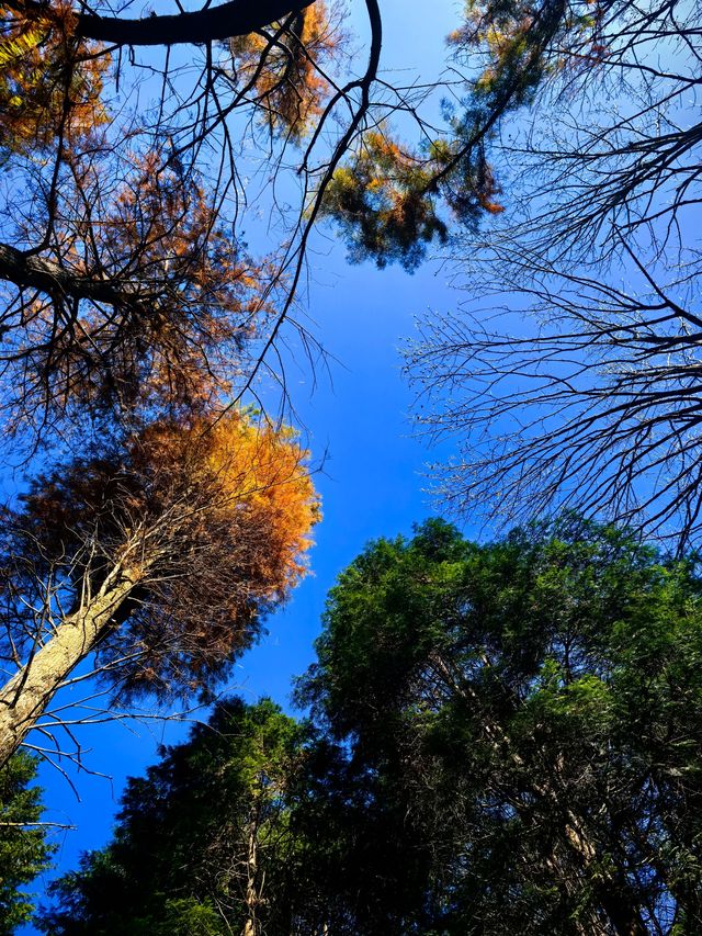 星空、湖泊、森林，感受身體屬於大自然